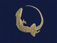 藏品(龜山壁虎)的圖片